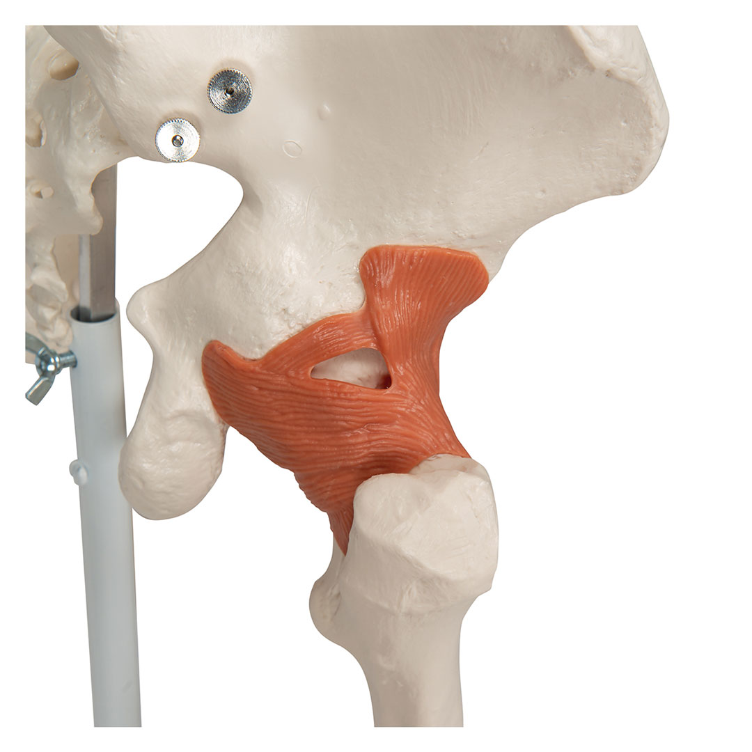 3B SCIENTIFIC Skelett Leo mit Gelenkbändern (A12) 3B SCIENTIFIC Skelett Leo mit Gelenkbändern (A12)
