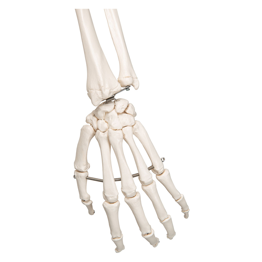 3B SCIENTIFIC Skelett Stan, Standard mit 5-Rollenstativ (A10)