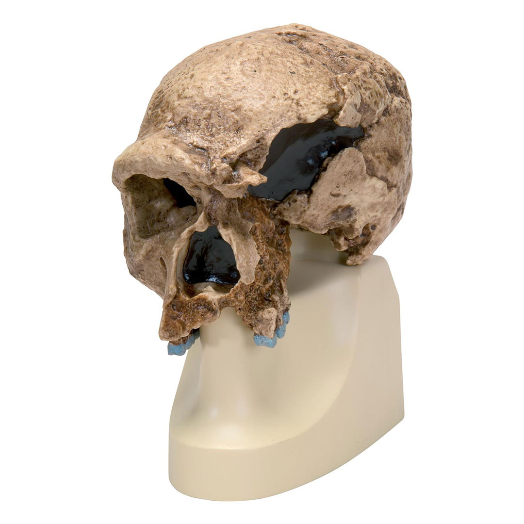 3B SCIENTIFIC Steinheim-Alter ca. 200000J. (VP753/1)