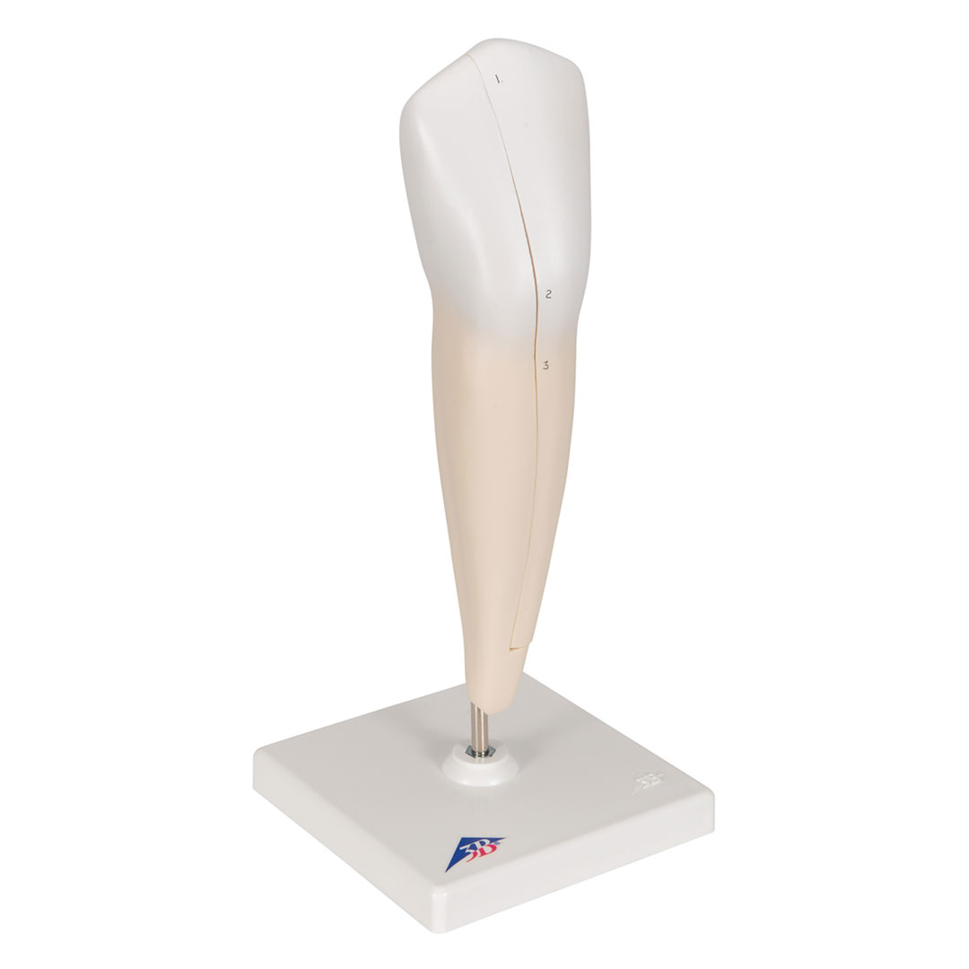 3B SCIENTIFIC Eckzahn, unten (D10/2)