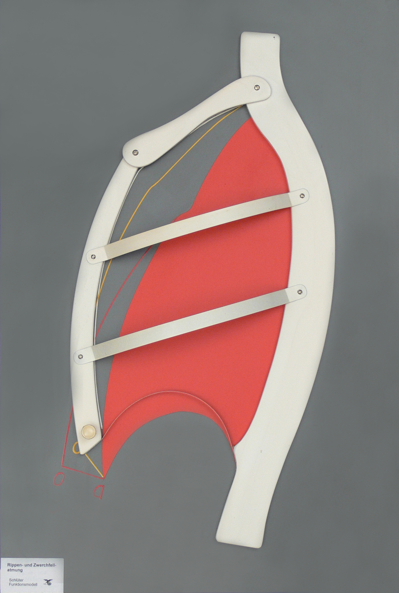 Rippen- und Zwerchfellatmung 30x50cm, Darstellung