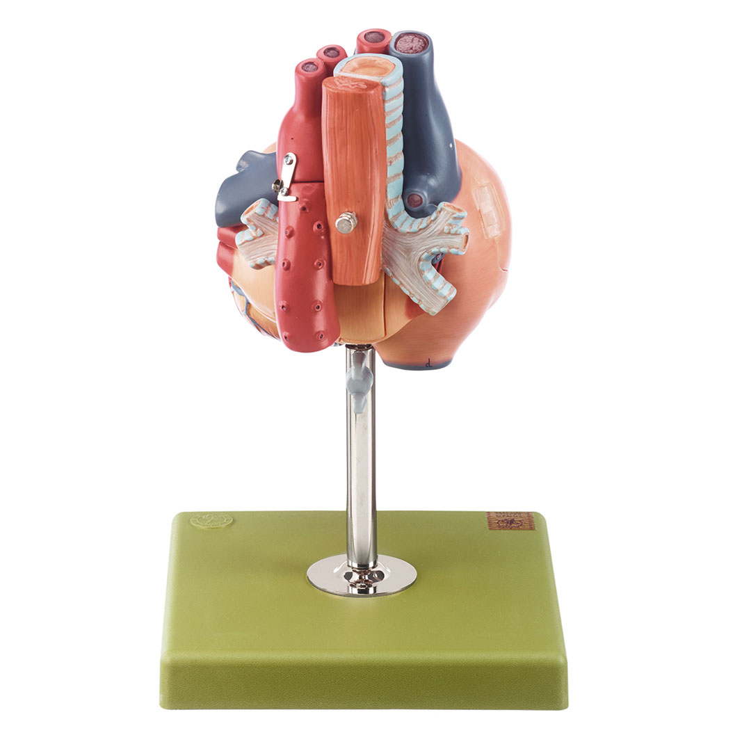 SOMSO® Herz, mit Teil der Luftröhre, 1,5xVerg