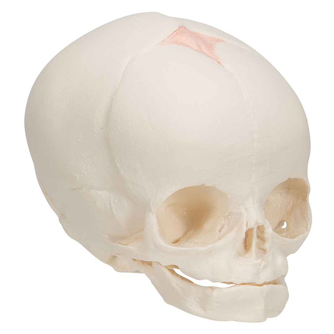 3B SCIENTIFIC Fetus-Schädel, 30.Schwangerschaftswoche (A25)
