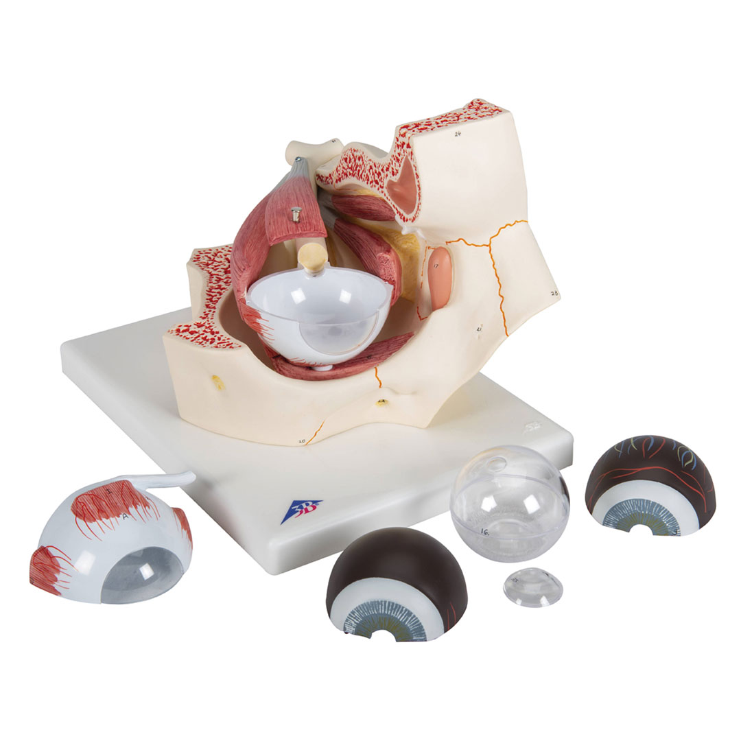 3B SCIENTIFIC Auge i.Augenhöhle, 7-tlg., 3-fach vergr. (F13), Grösse 18x26x19cm