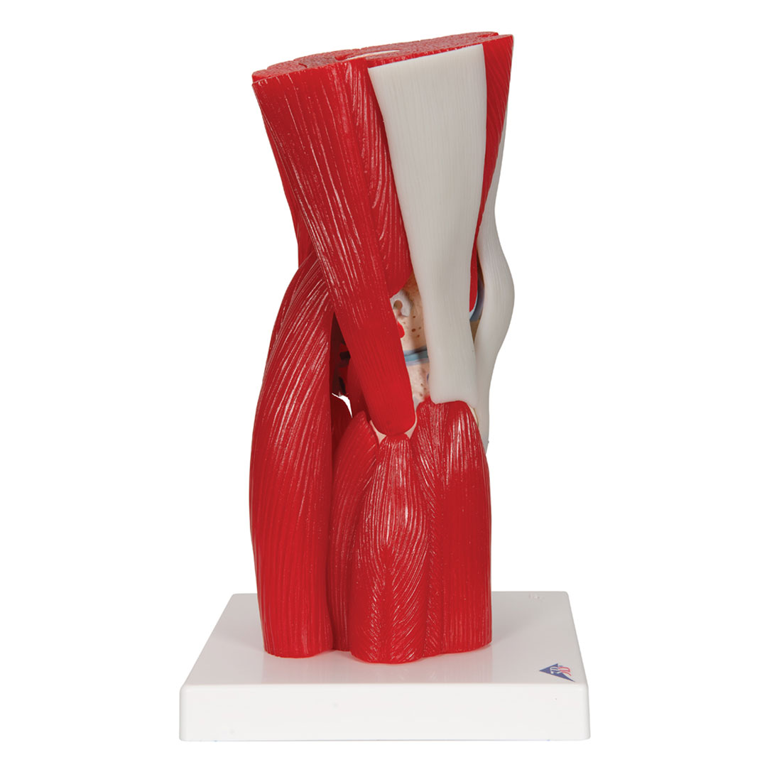 3B SCIENTIFIC Kniegelenk, 12-teilig, Grösse 33x17x17cm (A882)