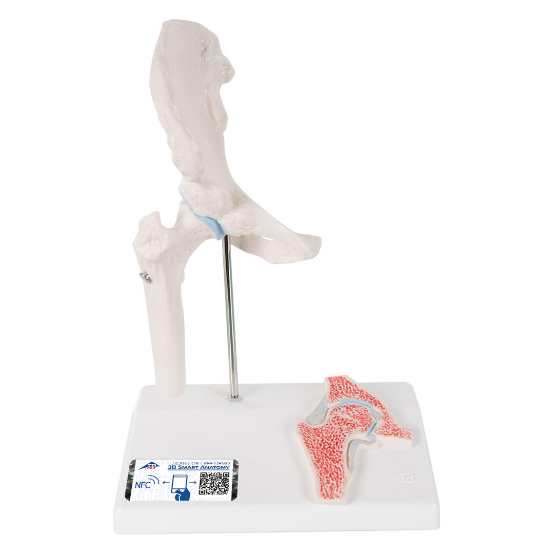 3B SCIENTIFIC Mini-Hüftgelenk m.Querschnitt (A84/1)