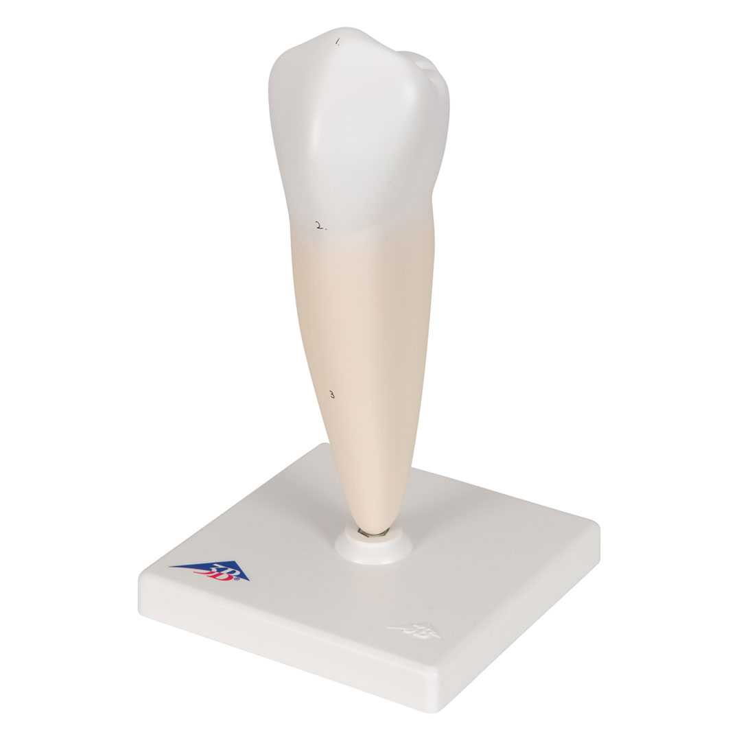 3B SCIENTIFIC Backenzahn, unten, einwurzelig (D10/3)