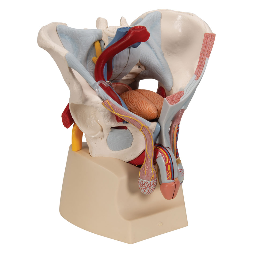 3B SCIENTIFIC Männliches Becken mit Bändern, Gefäßen, Nerven,