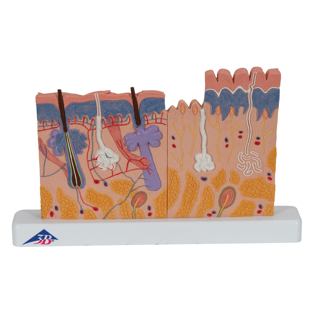 3B SCIENTIFIC Hautdurchschnitt, Tischmodell (J11)