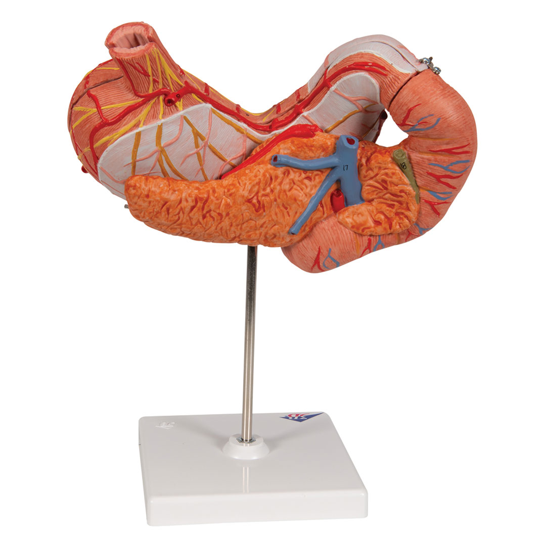 3B SCIENTIFIC Magen m. Zwölffingerd.+Bauchspeicheldrü. (K16)