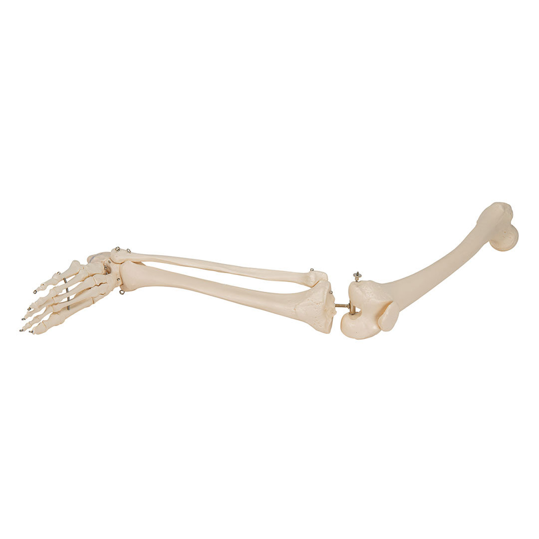 3B SCIENTIFIC Beinskelett Modell mit Fuß (A35R)