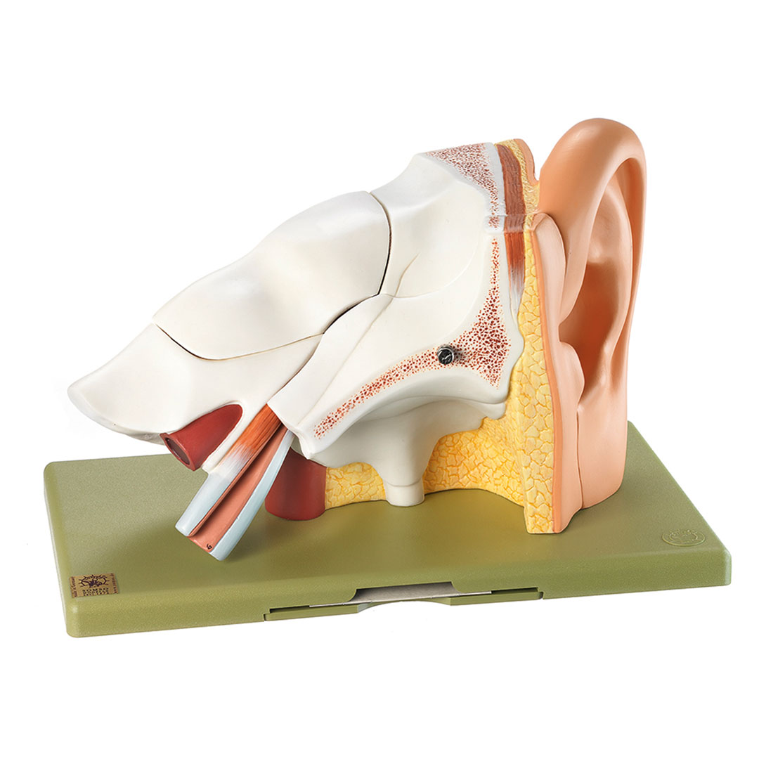 SOMSO® Gehörorgan, 3-fach vergr., 6-teilig
