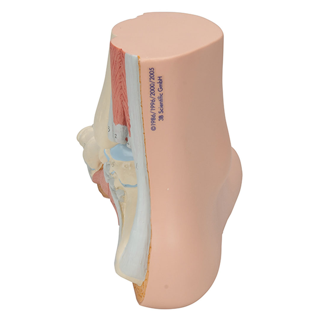 3B SCIENTIFIC Normalfuss, natürl. Grosse (M30)