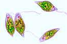 Mikropräparateserie: Einzeller (Protozoa), 10 Präparate