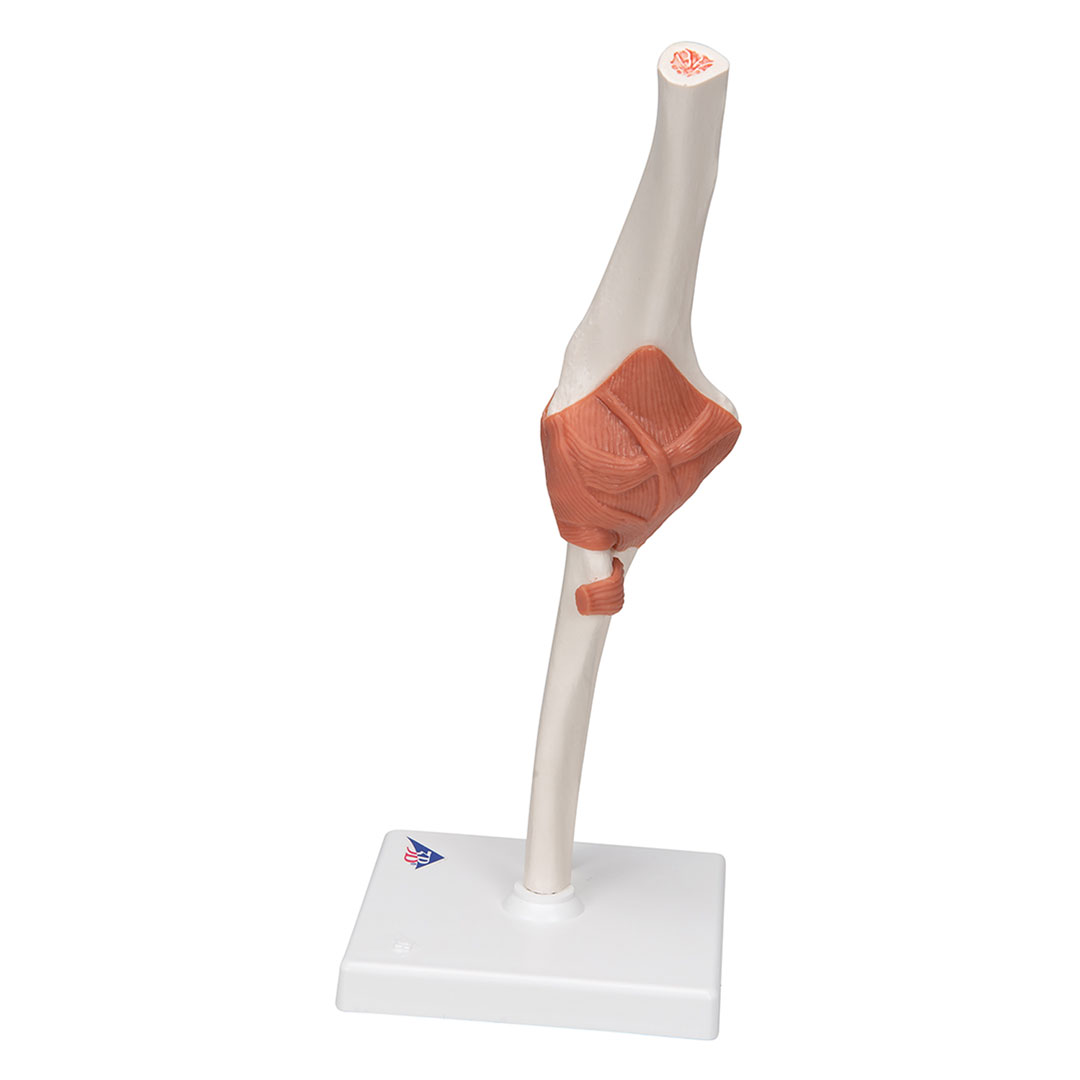 3B SCIENTIFIC Ellbogengelenk, Funktionsmodell (A83)