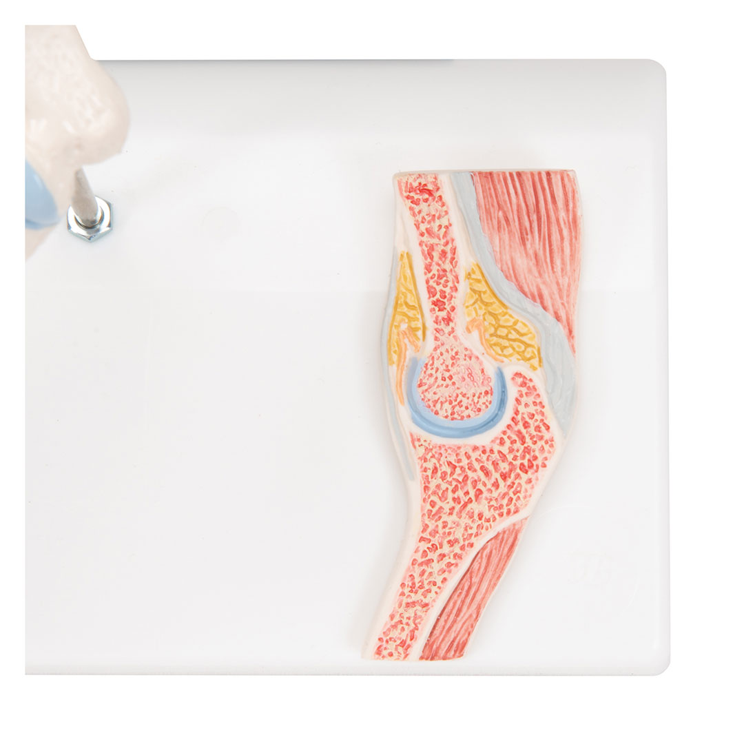 3B SCIENTIFIC Mini-Ellbogengelenk m.Querschnitt (A87/1)
