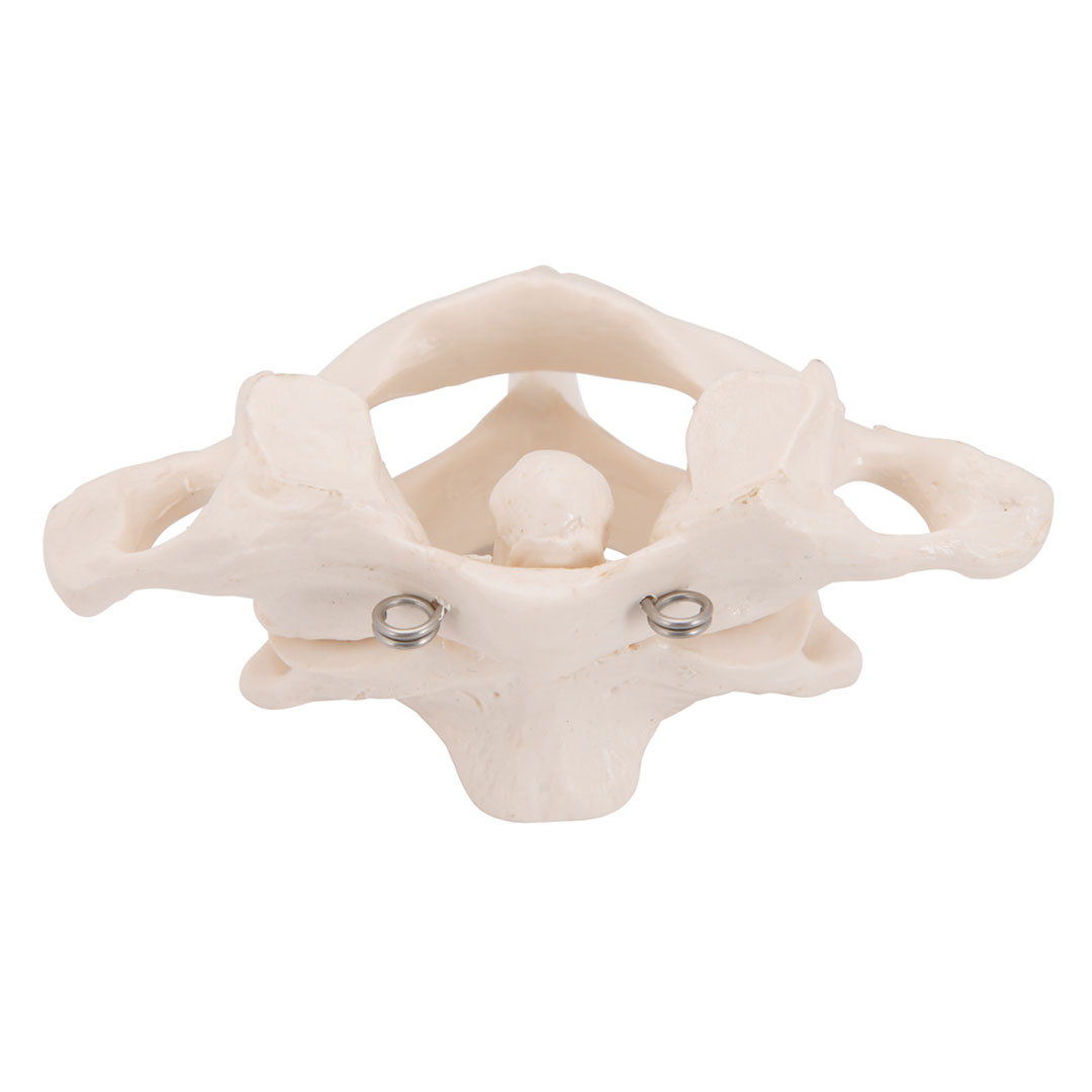 3B SCIENTIFIC Axisgelenk mit Atlas, ohne Sockel (A71)