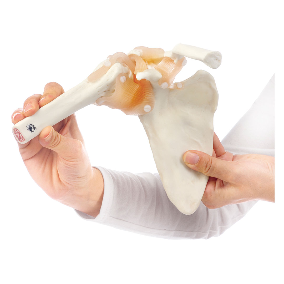 SOMSO® Funktionsmodell Schultergelenk