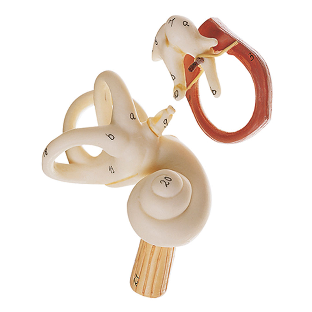 SOMSO® Gehörorgan, 3-fach, 3-teilig