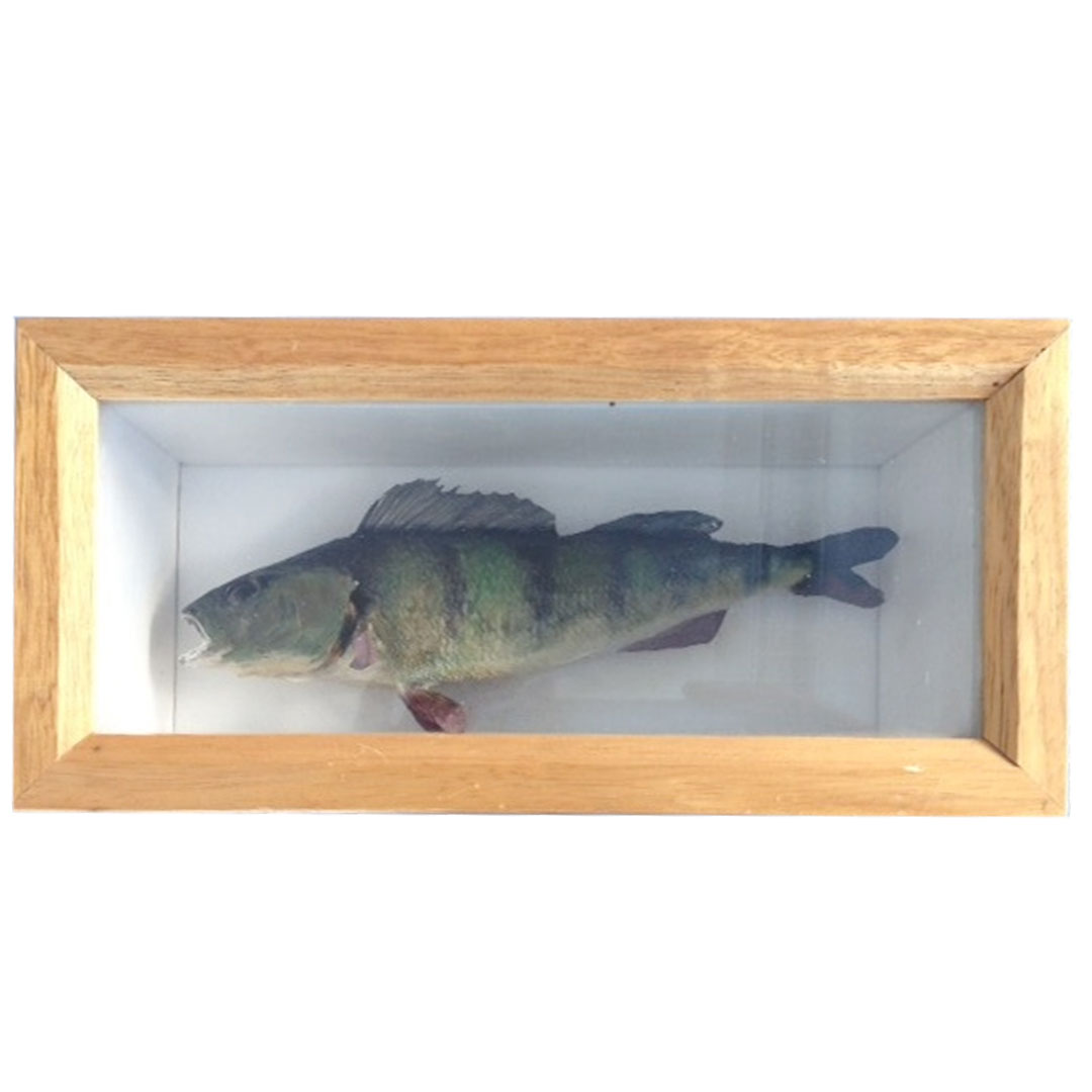 Fisch Egli, in Vitrine 250x120mm