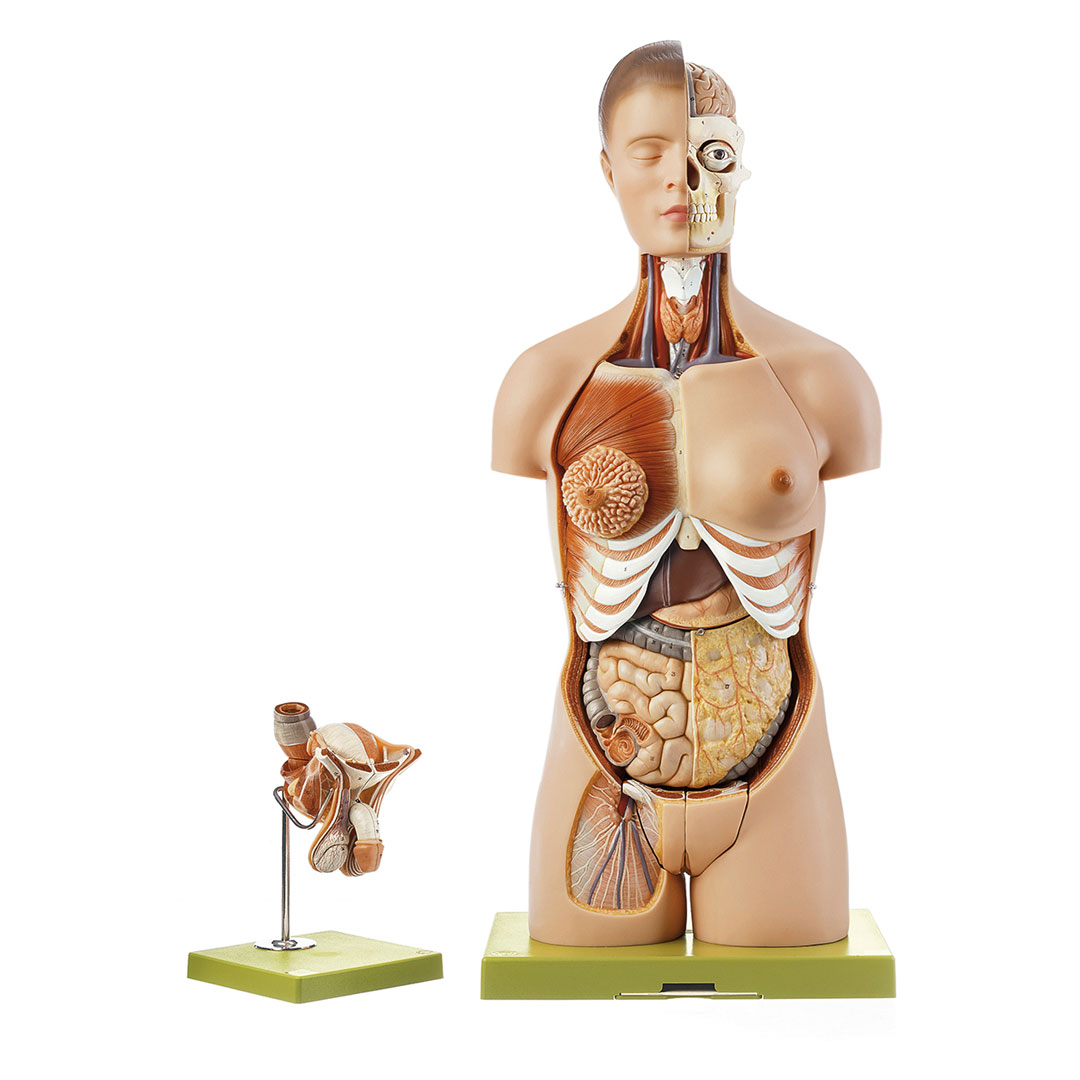 SOMSO® Torso mit Kopf, 2-geschlechtlich* SOMSO® Torso mit Kopf, 2-geschlechtlich*