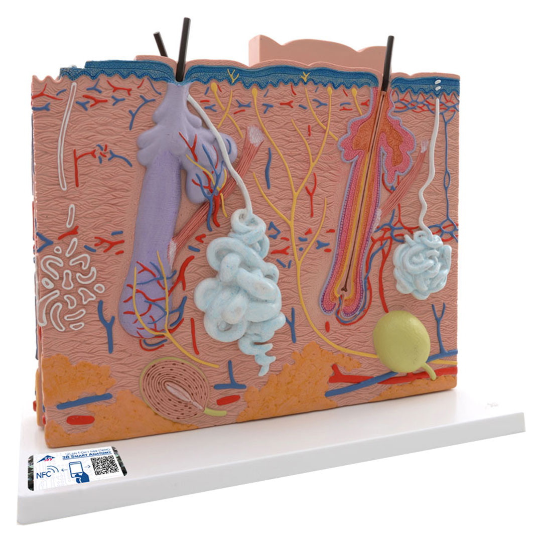 3B SCIENTIFIC Haut Modell 3-teilig, J16