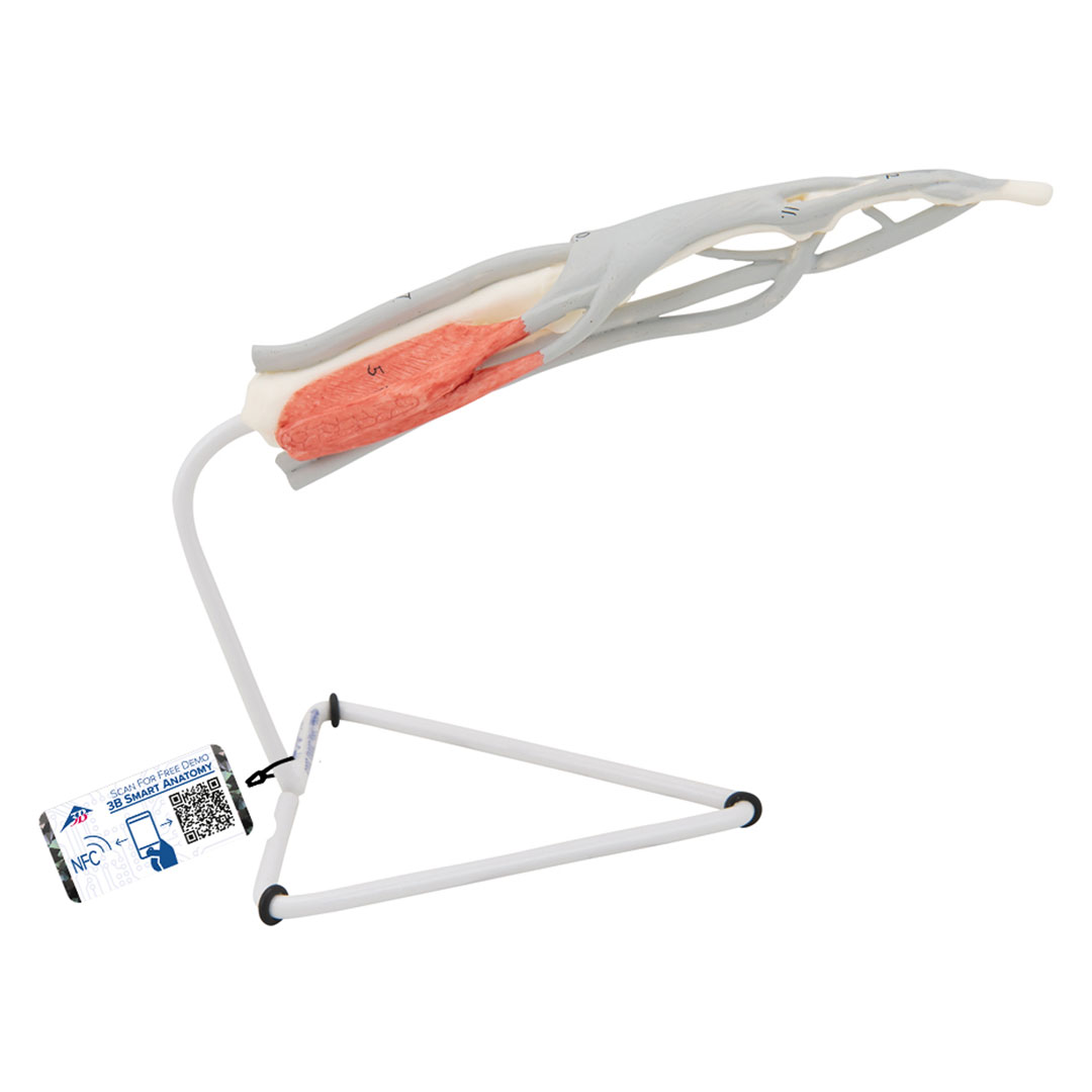 3B SCIENTIFIC Finger-Struktur-Modell, auf Stativ (M19)