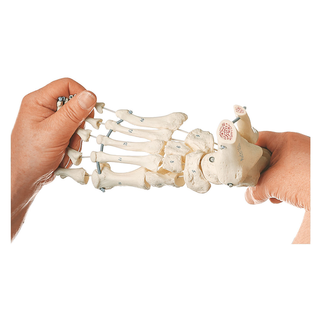SOMSO® Fuss-Skelett (elastische Montage), rechter Fuss