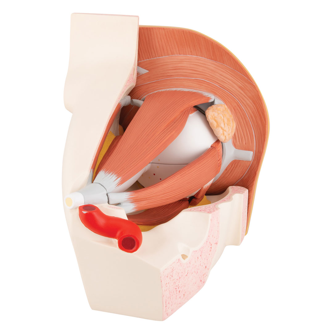 3B SCIENTIFIC Auge in Augenhöhle 11-tlg. (VJ500A)