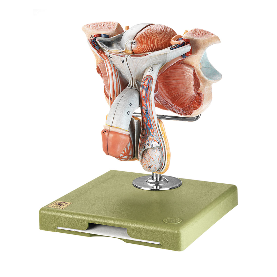 SOMSO® Männliche Geschlechtsorgane