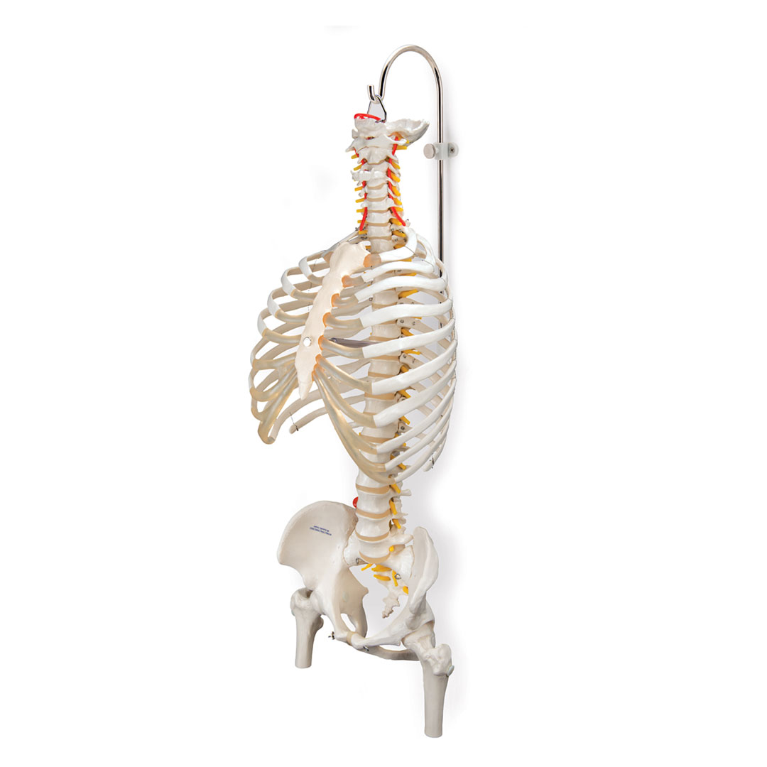 3B SCIENTIFIC Wirbelsäulenstativ, 3-teilig, H=87cm (A59/8)