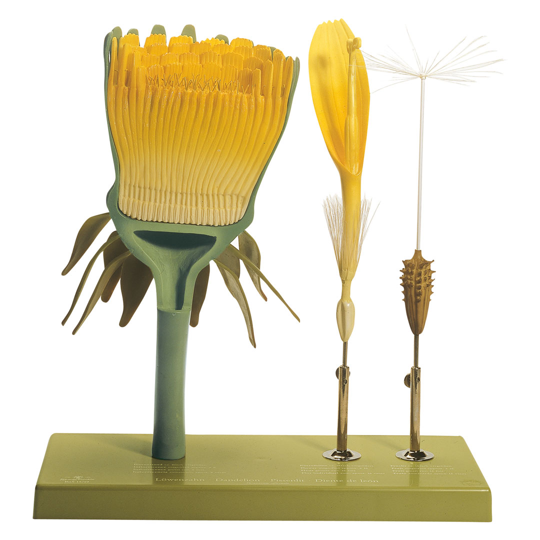 SOMSO® Löwenzahn, Blütenstand, E.blüte +Frucht