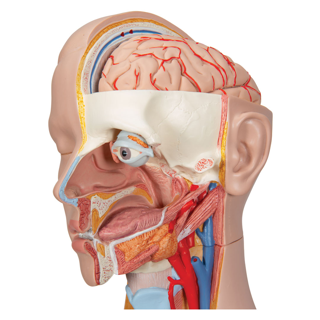 3B SCIENTIFIC Torso mit Kopf, 20-teilig (B17)