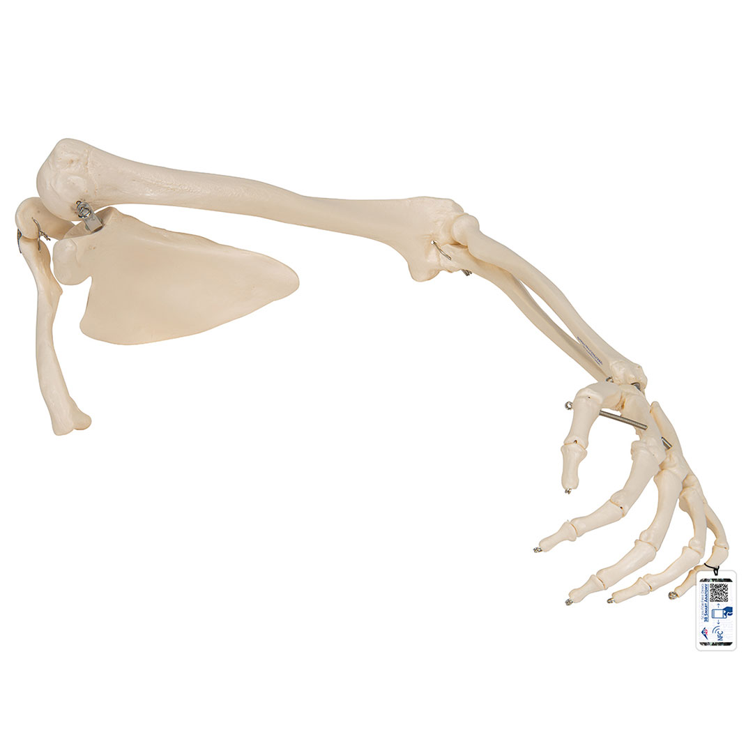 3B SCIENTIFIC Armskelett Modell mit Schulterblatt und Schlüsselbein
