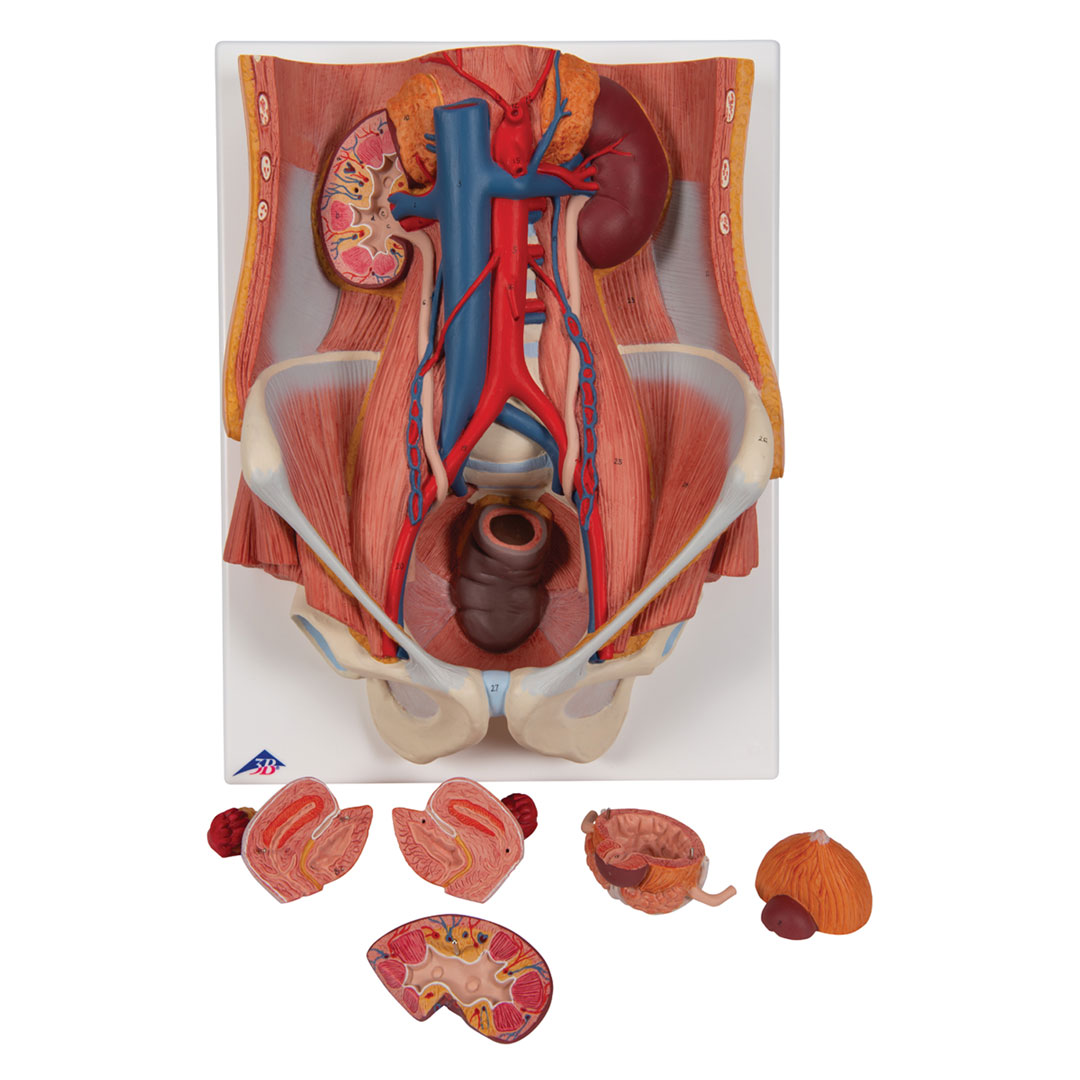 3B SCIENTIFIC Harnapparat, zweigeschl., 6-teilig (K32)