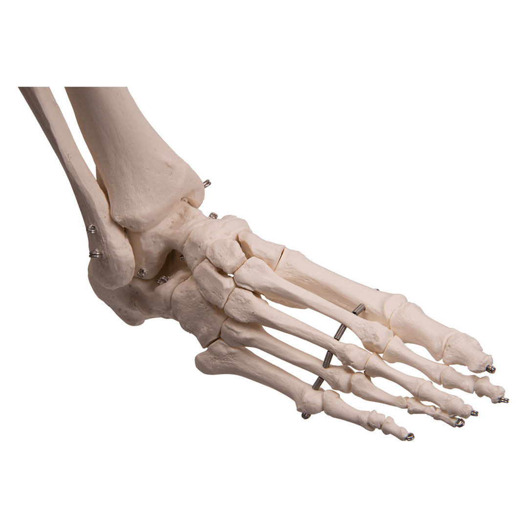 3B SCIENTIFIC Skelett Stan auf Hängestativ (A10/1) 3B SCIENTIFIC Skelett Stan auf Hängestativ (A10/1)