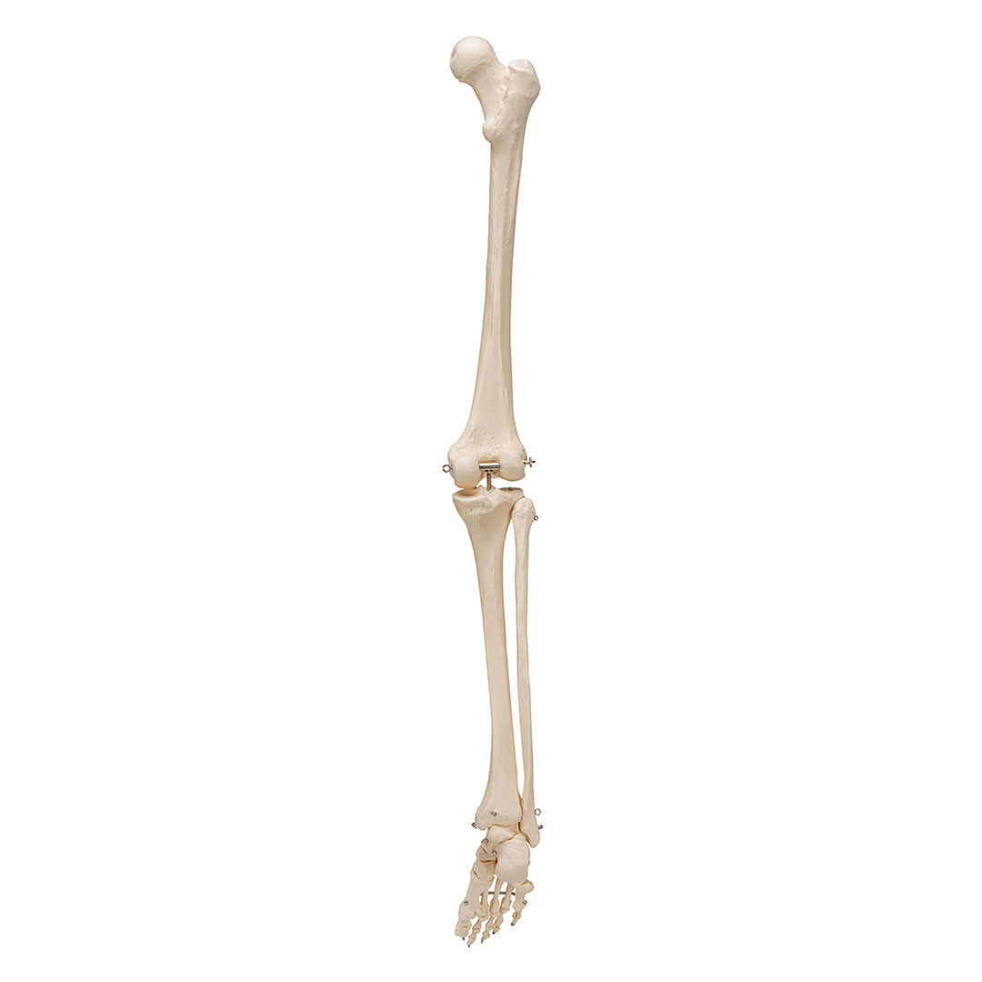 3B SCIENTIFIC Beinskelett Modell mit Fuß (A35R)