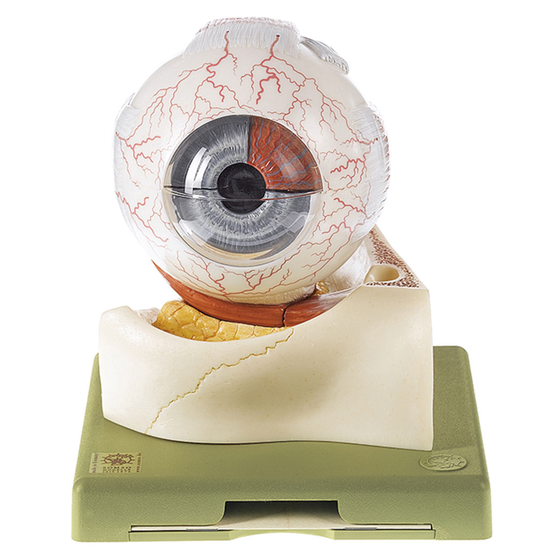 SOMSO® Augapfel, ca. 5fach vergrössert