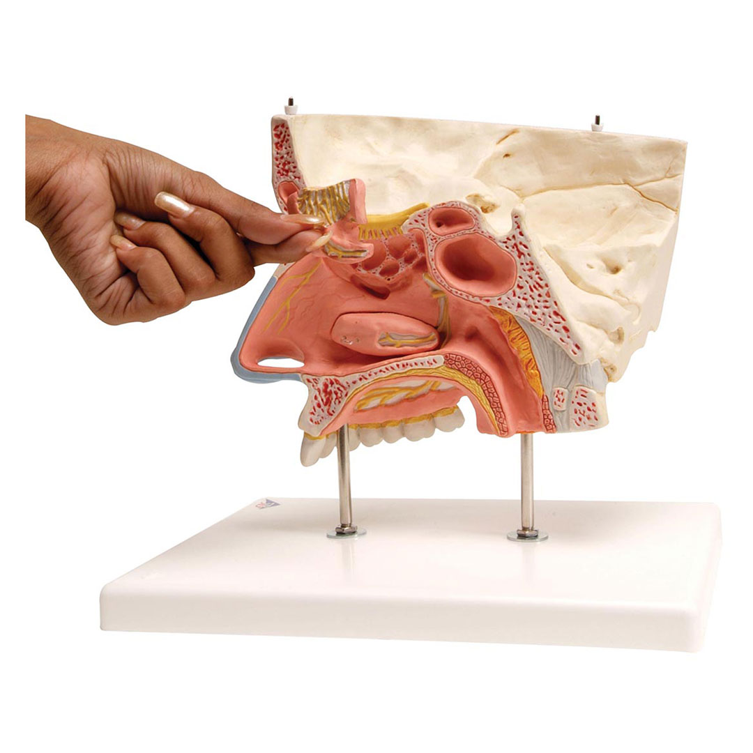 3B SCIENTIFIC Nase mit Nasennebenhöhlen, 5-teilig (E20), Grösse 26x19x24cm