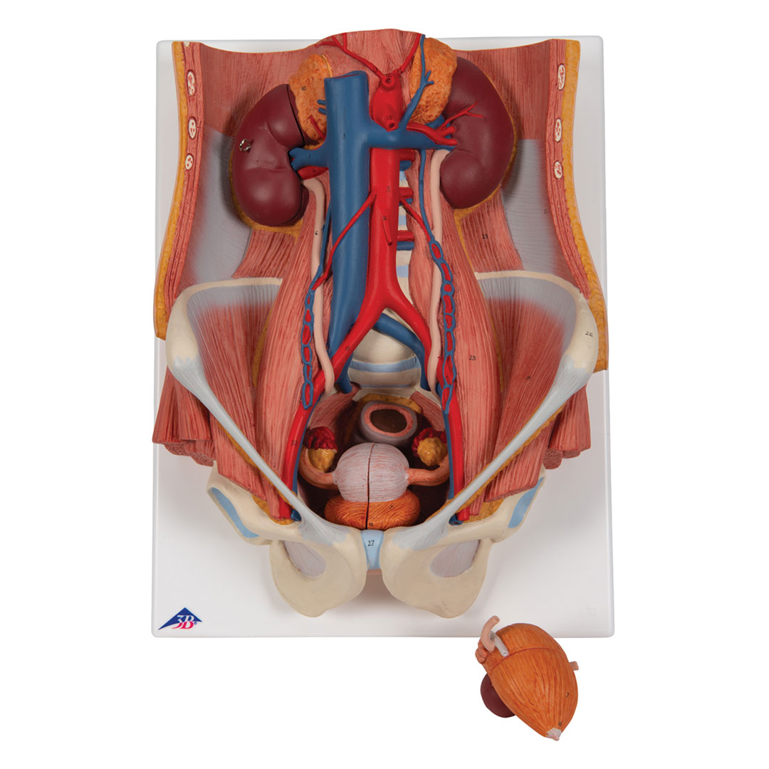 3B SCIENTIFIC Harnapparat, zweigeschl., 6-teilig (K32)