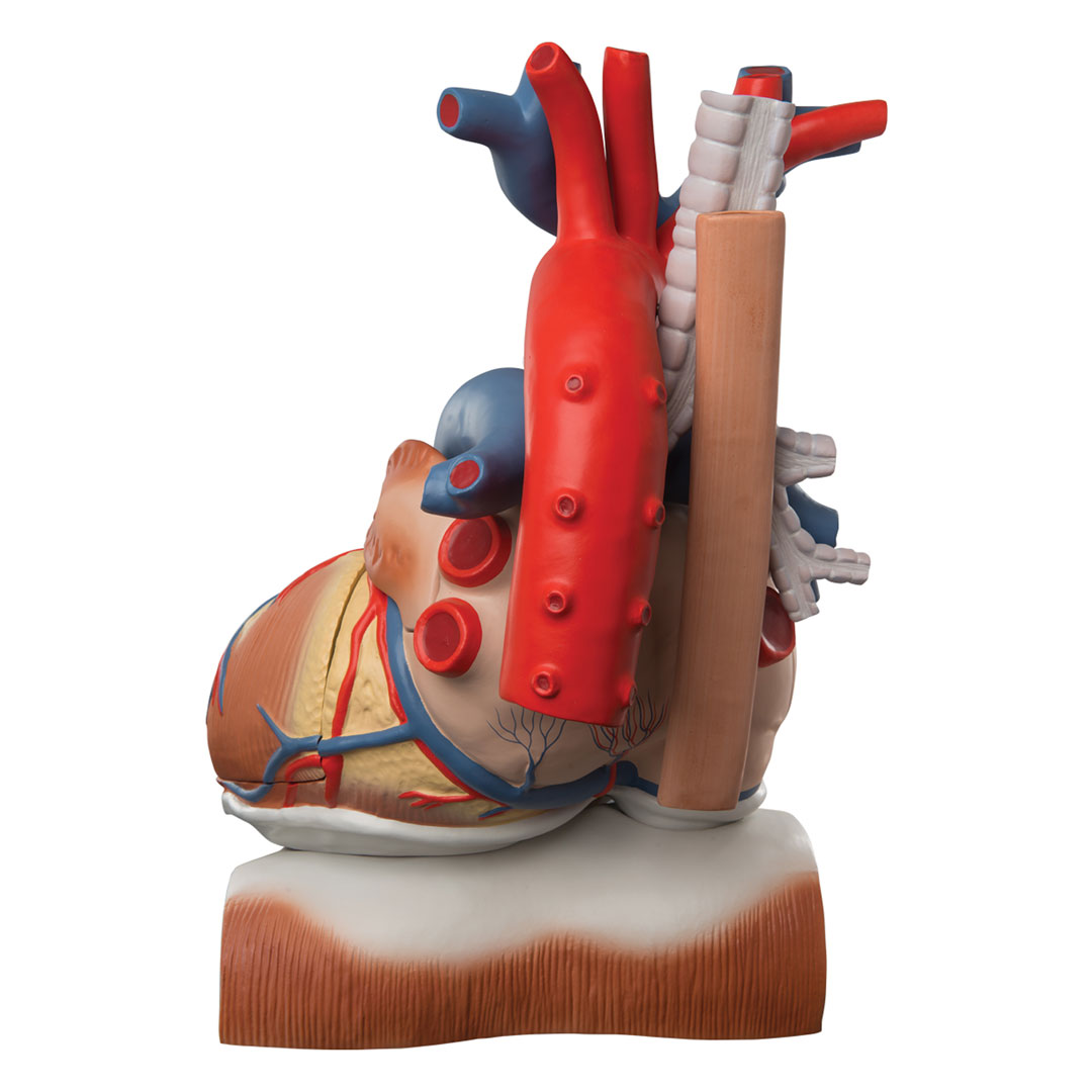 3B SCIENTIFIC Herz, 3-fache Grösse, 10-tlg. (VD251)