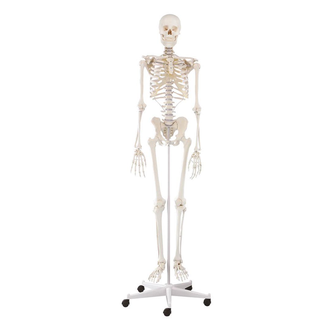 ERLER ZIMMER Skelett, Homo, Willi
