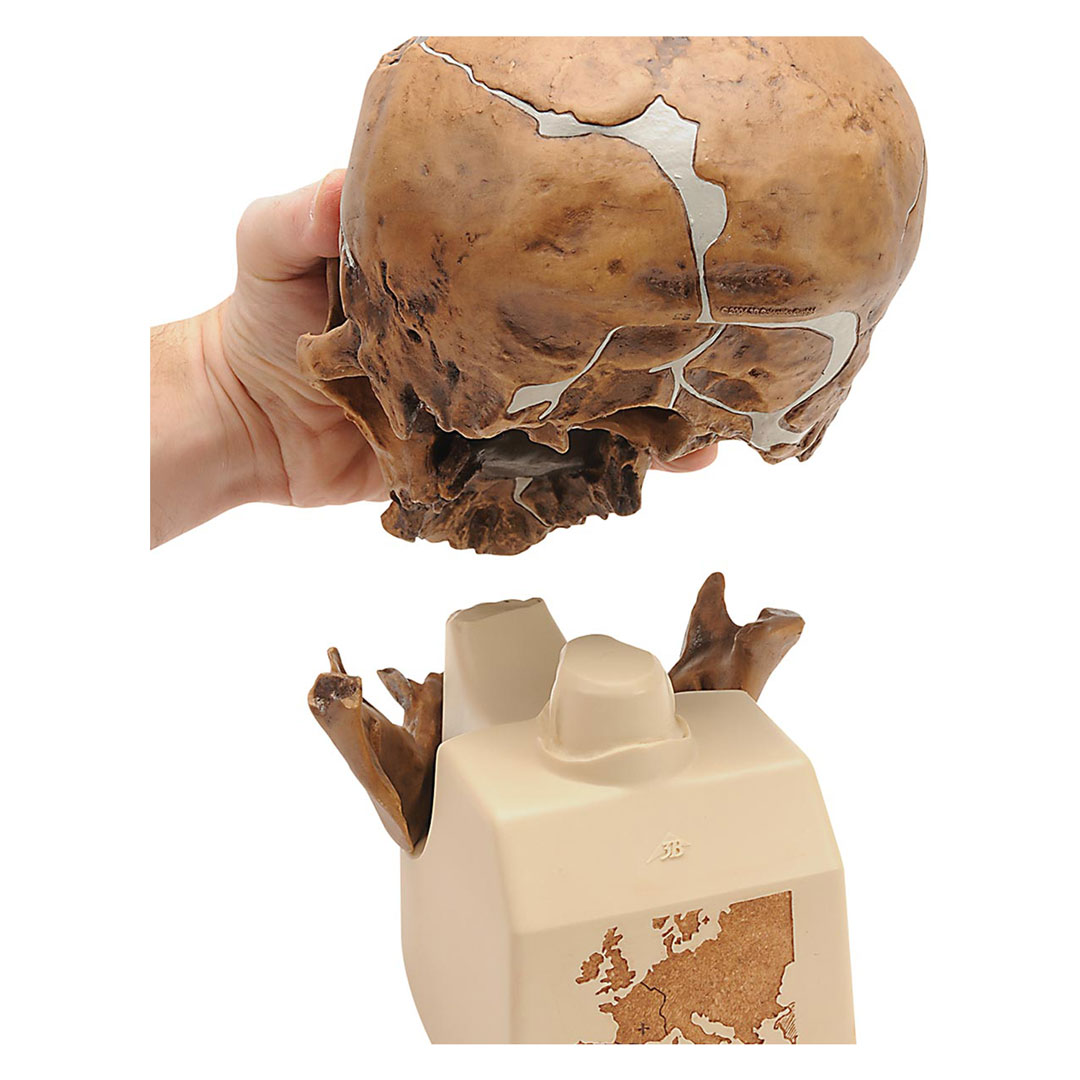 3B SCIENTIFIC Anthrop.Schädel - La Chapelle-aux-Saints (VN751/1)