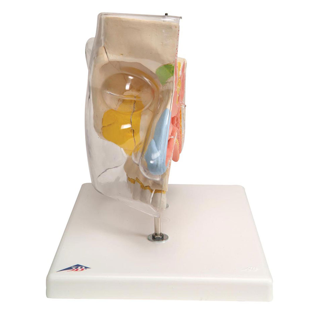 3B SCIENTIFIC Nase mit Nasennebenhöhlen, 5-teilig (E20), Grösse 26x19x24cm