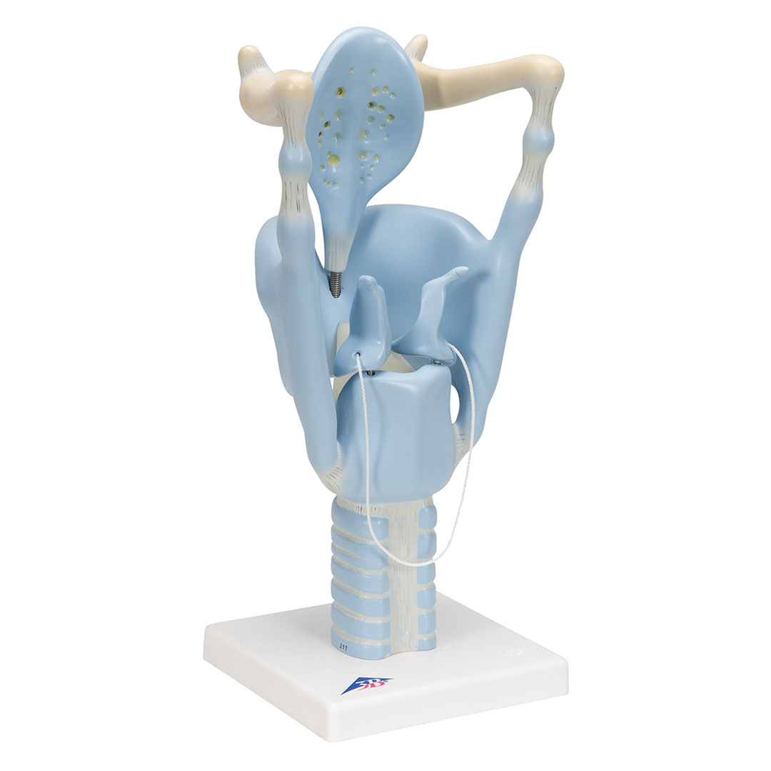 3B SCIENTIFIC Kehlkopf, Funktionsmodell, 3 fache Gr. (VC219)