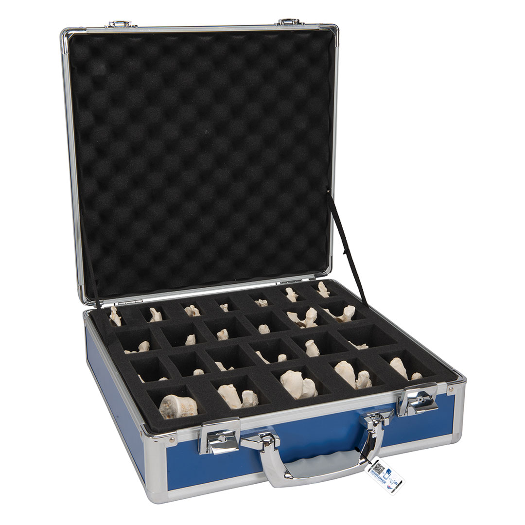 3B SCIENTIFIC Wirbel, Set mit 24 Wirbeln (A793)