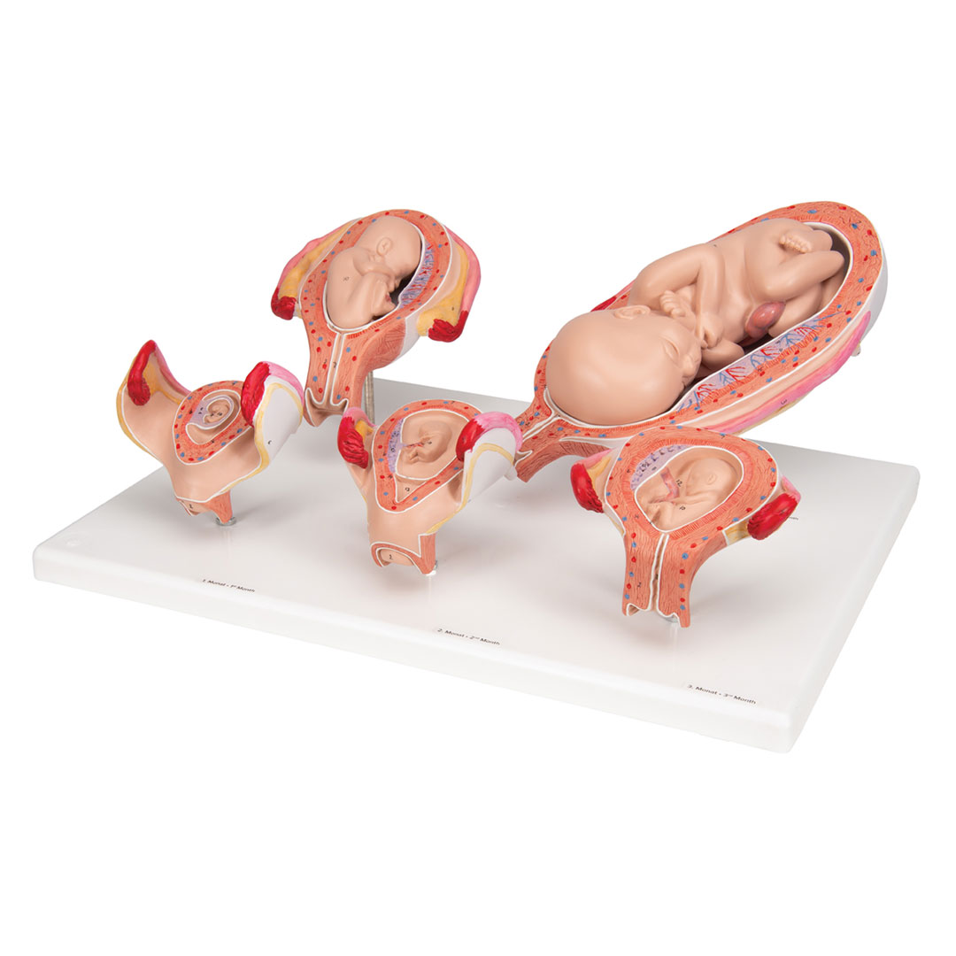 3B SCIENTIFIC Schwangerschaftsserie, nat. Grösse, 5 M. (L11/9)