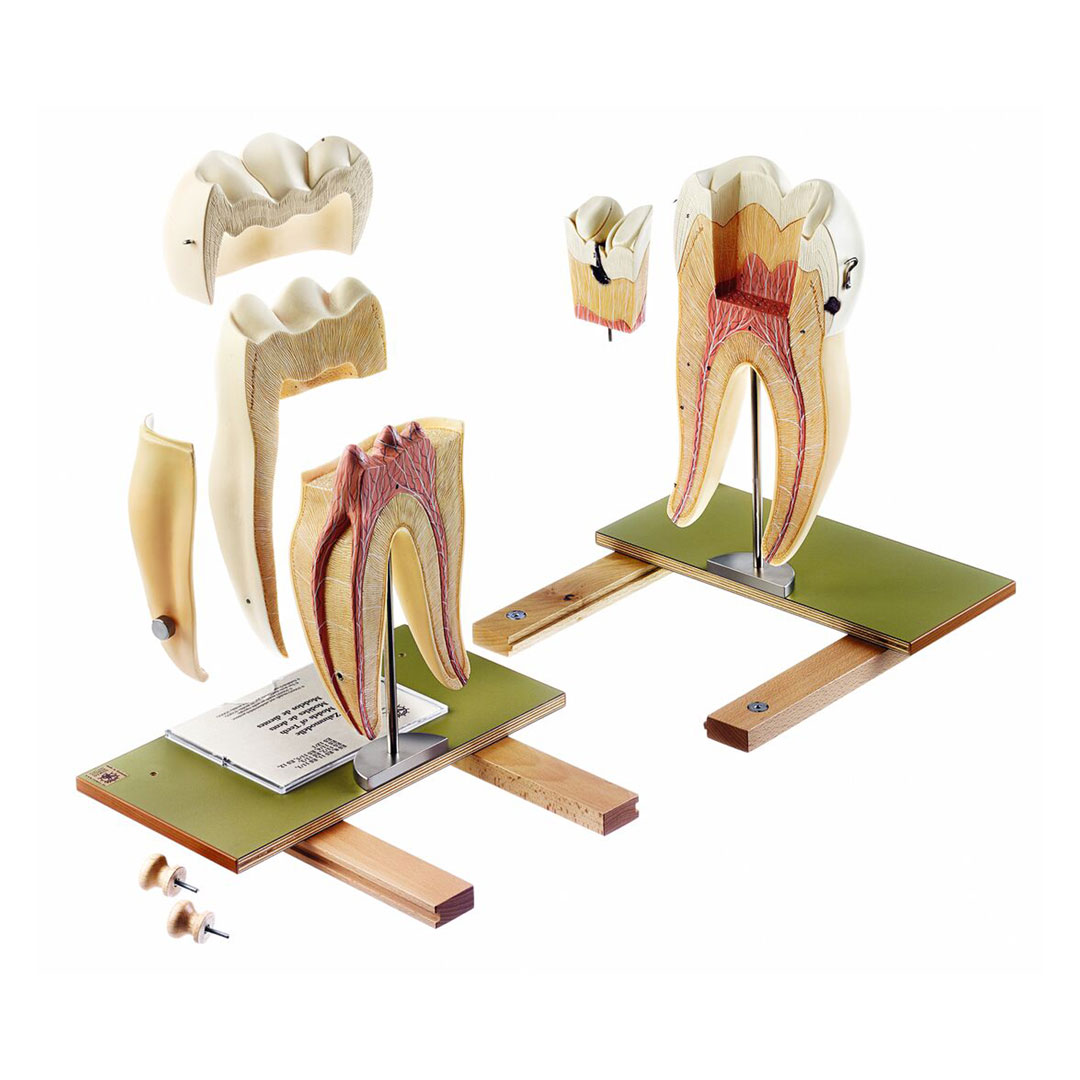 SOMSO® Erster Mahlzahn (unten rechts)*