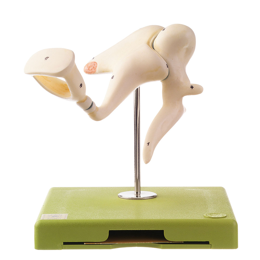 SOMSO® Gehörknöchelchen