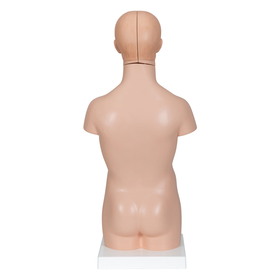 3B SCIENTIFIC Mini-Torso mit Kopf, 12-teilig (B22)